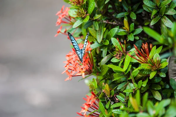Butterfly in nature. — Stock Photo, Image