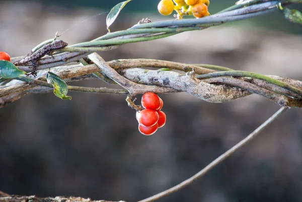 Tiliacora triandra roja en la naturaleza . — Foto de Stock