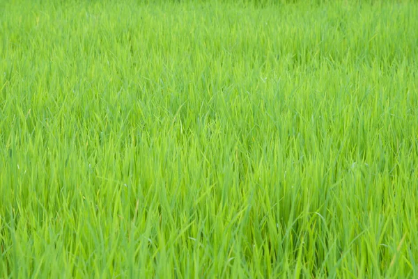 Grönt ris natur bakgrund. — Stockfoto