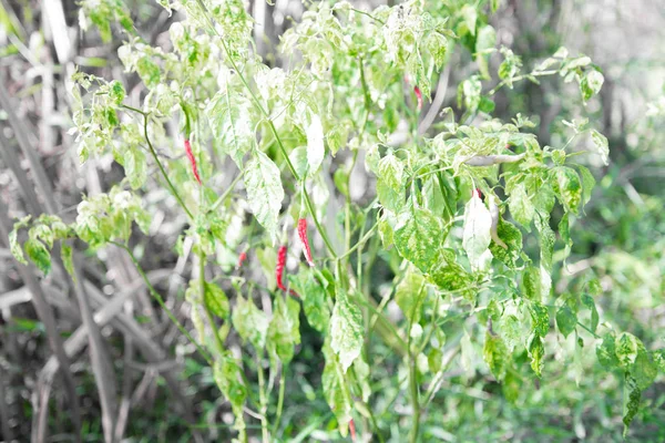 Rote Chilischote in der Natur. — Stockfoto