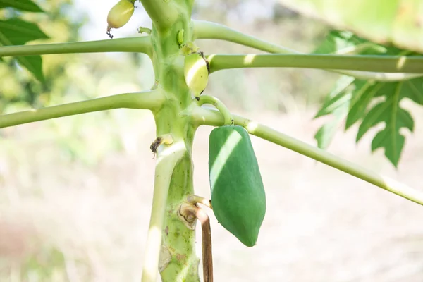 Papayabaum in der Natur. — Stockfoto