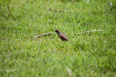 doğada küçük kuş.