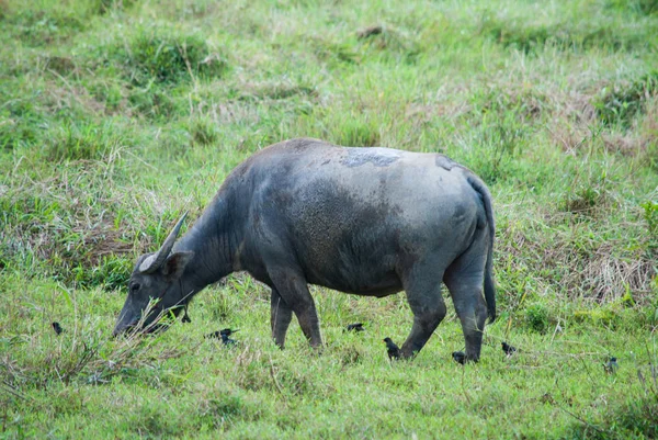 Thai buffalo in nature.