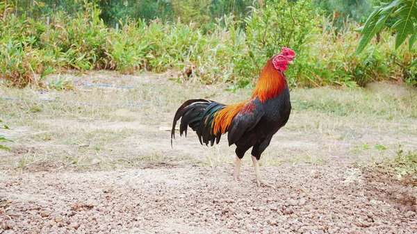 Vackra gamecock i naturen. — Stockfoto