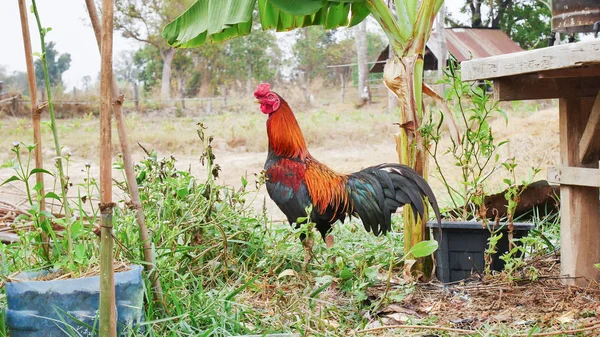 Belo gamecock na natureza . — Fotografia de Stock