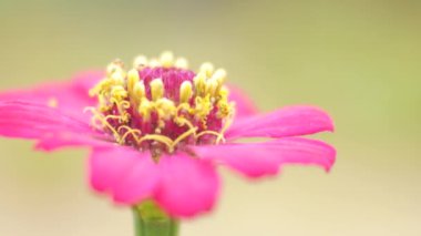 Doğa zinnia çiçeği kapatın.