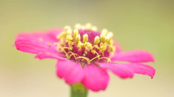 Εσωτερικη Ζίννια Λουλούδια Στη Φύση — Αρχείο Βίντεο