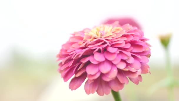 Εσωτερικη Ζίννια Λουλούδια Στη Φύση — Αρχείο Βίντεο