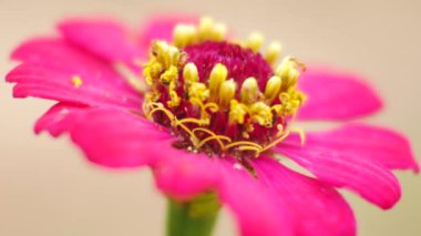 Doğa zinnia çiçeği kapatın.