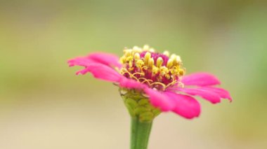 Doğa zinnia çiçeği kapatın.