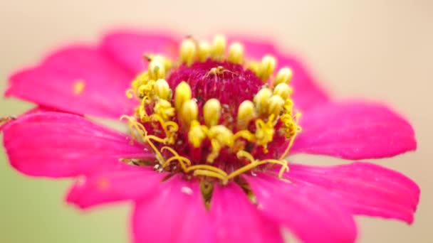 クローズ アップ自然の百日草の花 — ストック動画