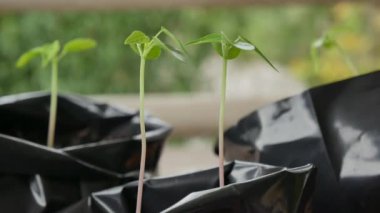 Yeşil bitki doğa arka planda.