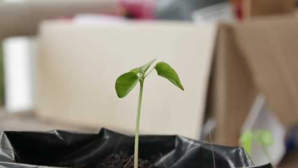 绿色的植物 在自然背景 — 图库视频影像