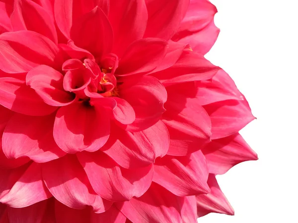 Krásné červené dahlia květiny. — Stock fotografie