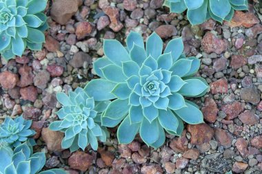 Doğadaki yeşil bitkiler.