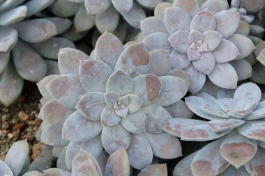 Doğadaki yeşil bitkiler.