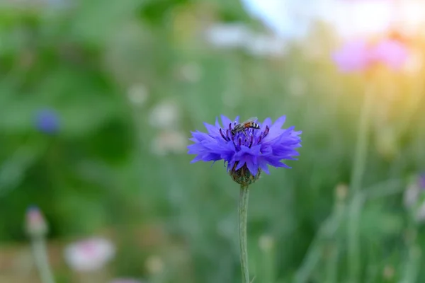 Hermosas flores en la naturaleza . —  Fotos de Stock