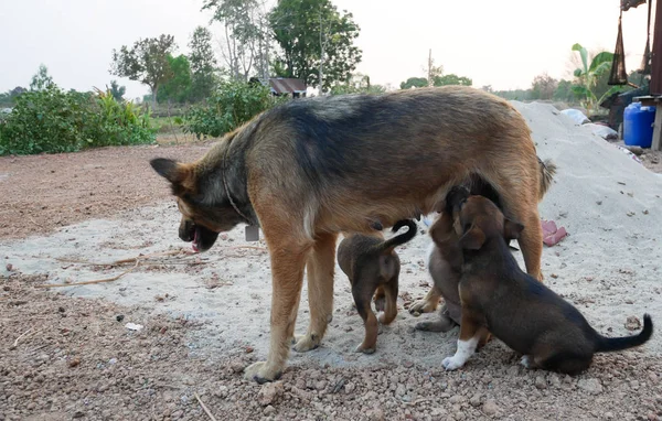 Adorável cão tailandês na natureza . — Fotografia de Stock