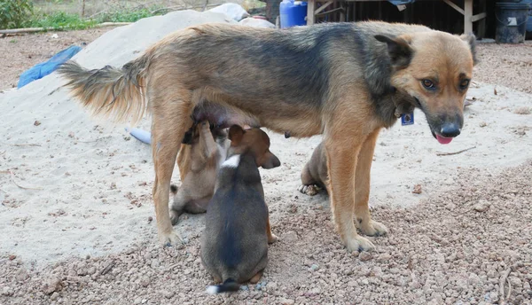 Adorável cão tailandês na natureza . — Fotografia de Stock