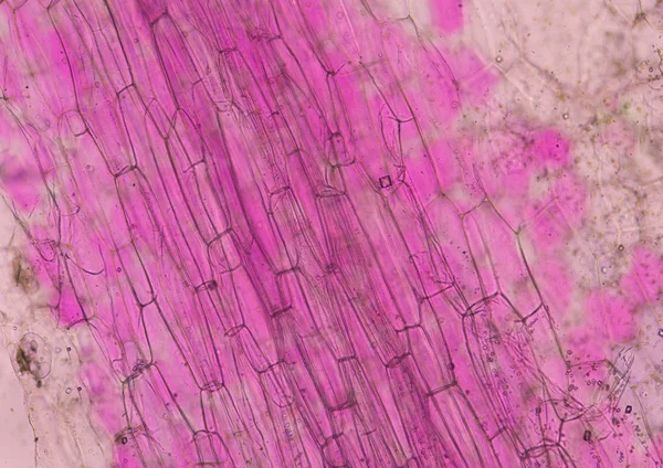 Ροζ φυτά κύτταρα. — Φωτογραφία Αρχείου