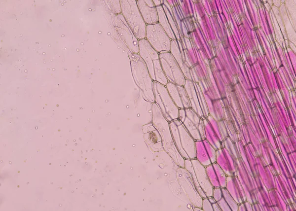 粉红色植物细胞. — 图库照片