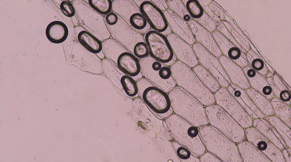 ピンク植物細胞. — ストック写真