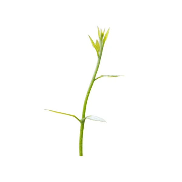 Pequena planta verde . — Fotografia de Stock