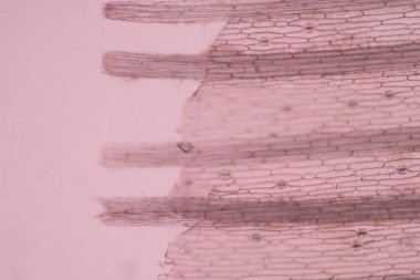 Bitkiler hücre kapatmak.