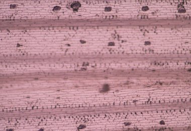 Bitkiler hücre kapatmak.