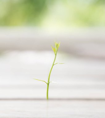 yeşil bitkiler doğa arka planı.