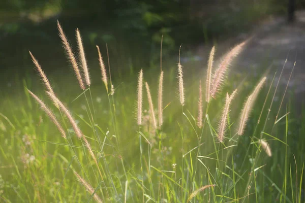 Les fleurs d'herbe verte dans la nature . — Photo