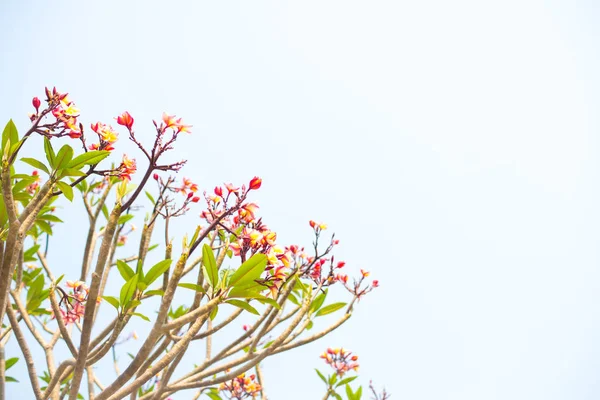 Plumeria Blumen Natur Hintergrund. — Stockfoto