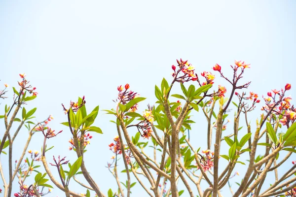 플루메리아 꽃 자연 배경. — 스톡 사진