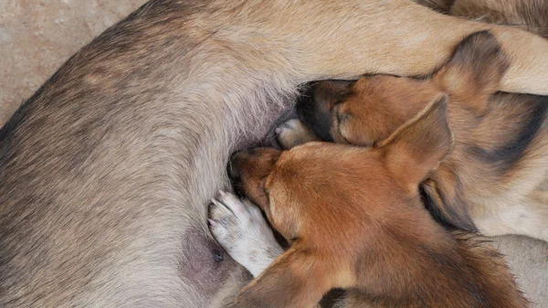 Valp som suger på doggy bröst. — Stockfoto