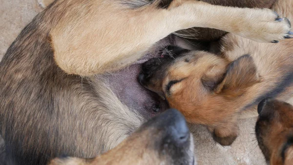 Valp som suger på doggy bröst. — Stockfoto