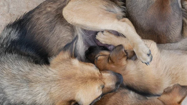 Filhote de cachorro chupando no peito cachorrinho . — Fotografia de Stock