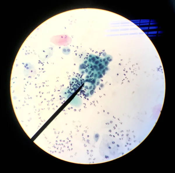 Komórki w reprodukcyjnej kobiecej cytologii i koncepcji histologii. — Zdjęcie stockowe