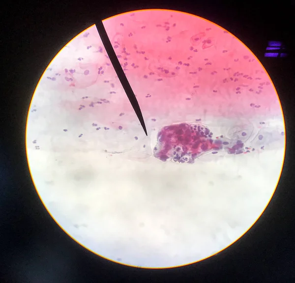 Células en el concepto de citología e histología reproductiva femenina . — Foto de Stock