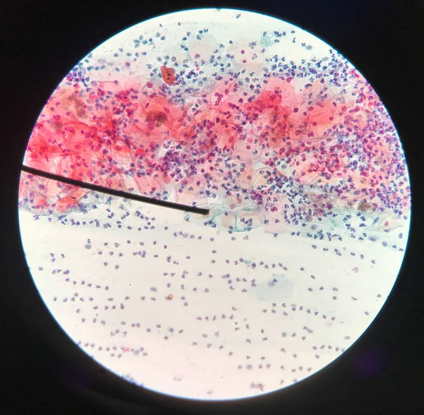 Cellules dans la cytologie et l'histologie de la reproduction féminine concept . — Photo