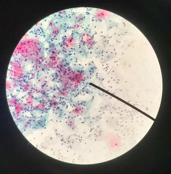 Células en el concepto de citología e histología reproductiva femenina . — Foto de Stock