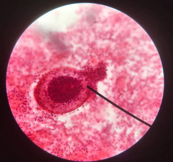 Células no conceito de citologia e histologia feminina reprodutiva . — Fotografia de Stock
