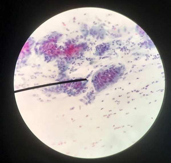 Células no conceito de citologia e histologia feminina reprodutiva . — Fotografia de Stock