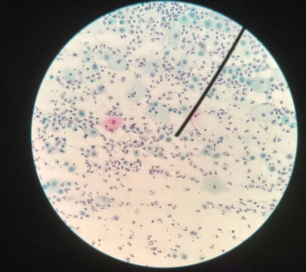 Células en el concepto de citología e histología reproductiva femenina . —  Fotos de Stock