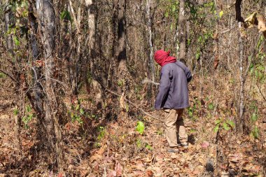 Mavi gökyüzü ile manzara ve orman.