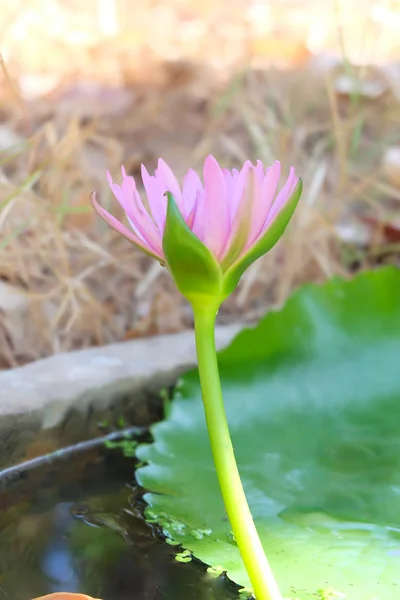 Zielony liść lotosu kwiaty w przyrodzie. — Zdjęcie stockowe