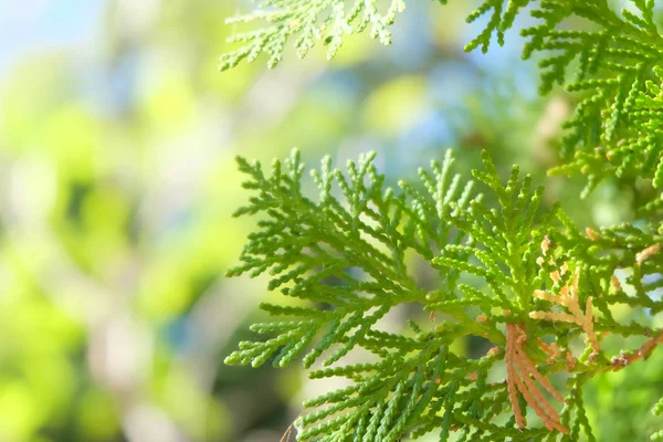 Orientali Arborvitae gröna blad på suddig bakgrund. — Stockfoto