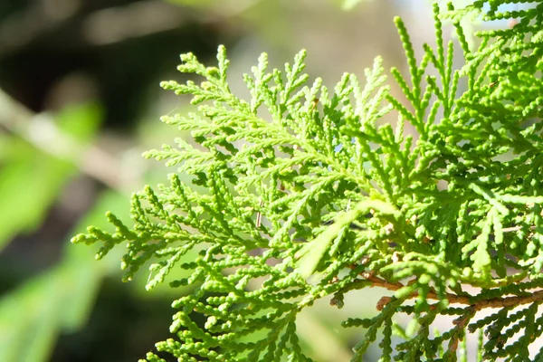 Orientali Arborvitae green leaf on blur background. Stock Picture