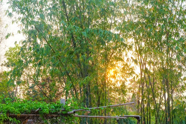 Arbre de bambou vert fond nature . — Photo