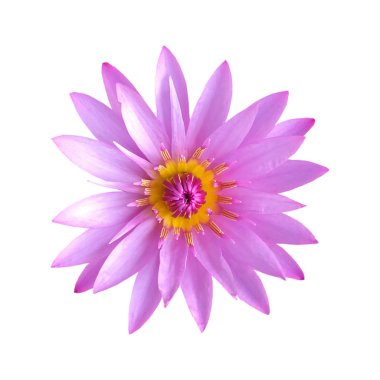 Pembe nilüfer çiçeğini kapat.