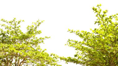 Beyaz üzerine yeşil yaprak arkaplanı.